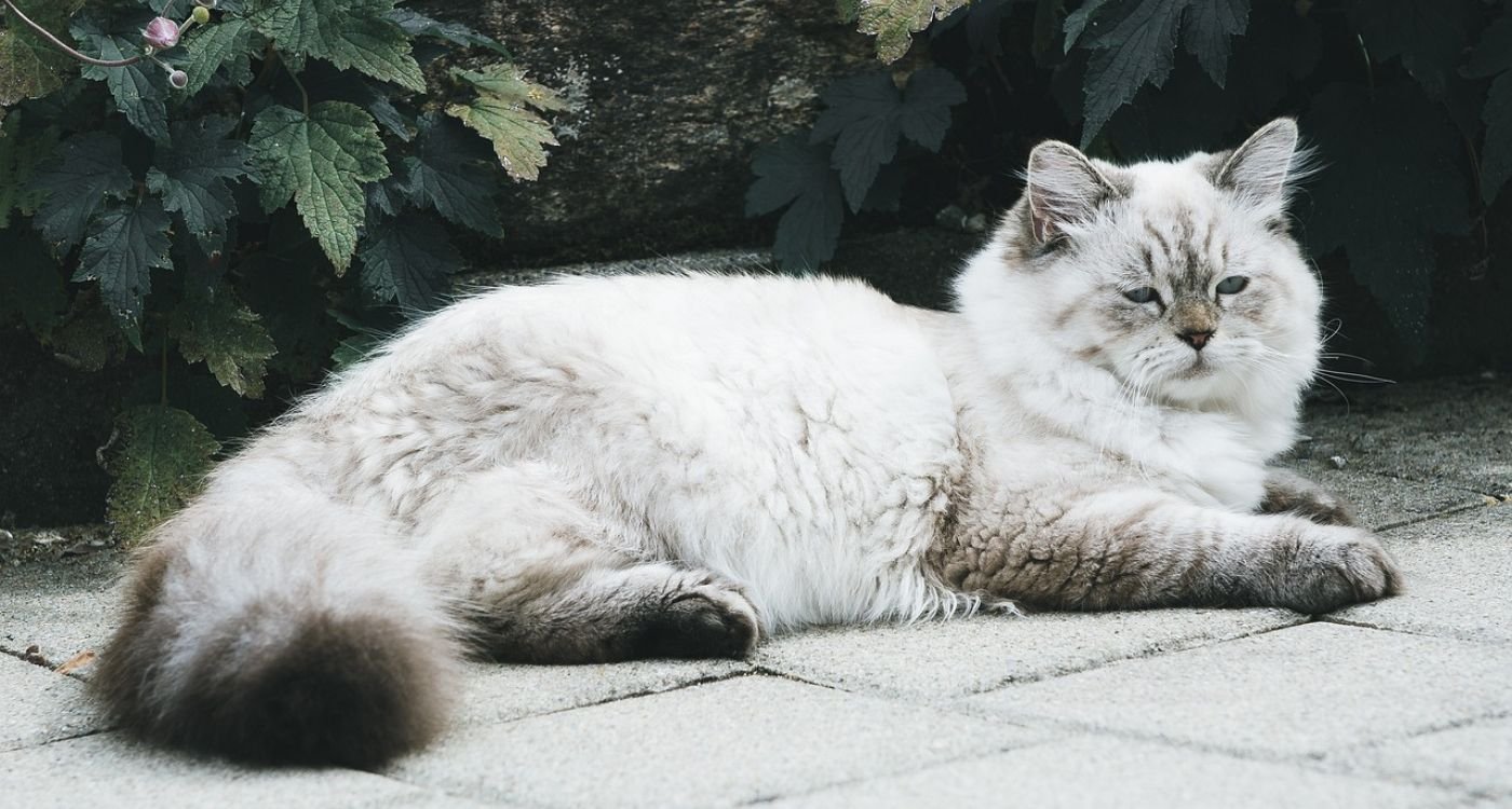 55 Fun Facts About Cats Most People Don’t Know