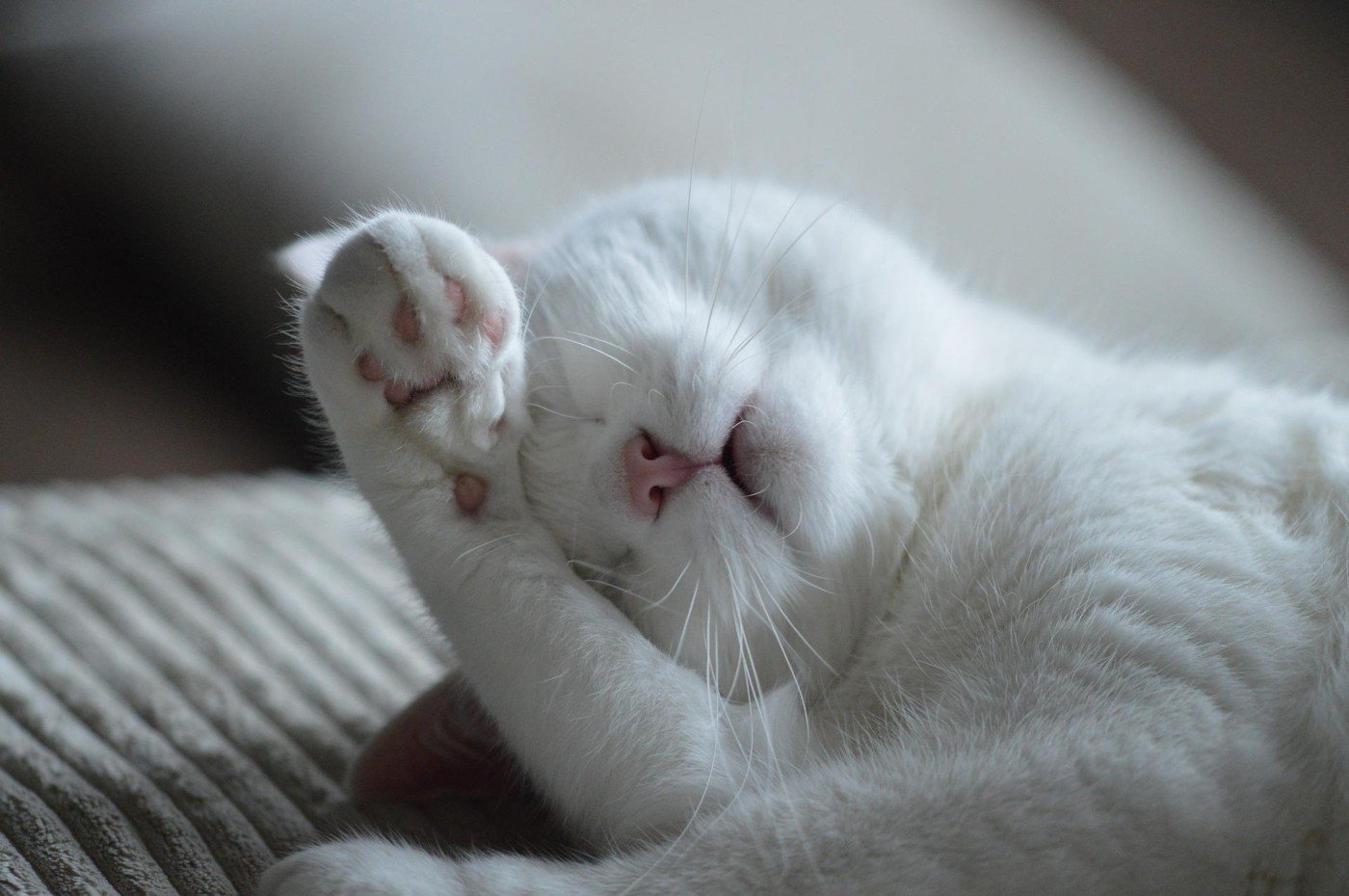 Why Do Cats Cover Their Face When They Sleep? (2022) 8 Reasons
