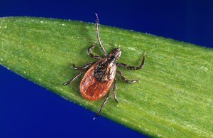 Mendocino County urges tick safety during Lyme Disease Awareness Month