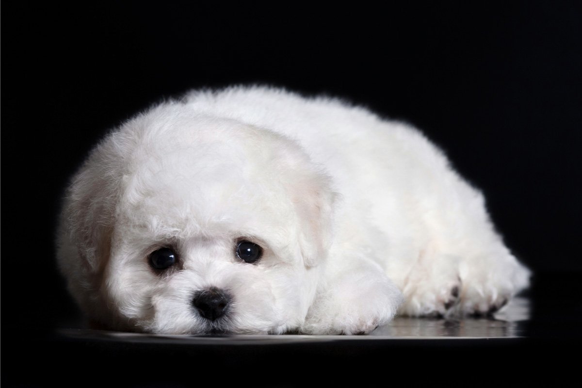 Teacup Bichon Frise – 13 Things to About These Poofy Dogs