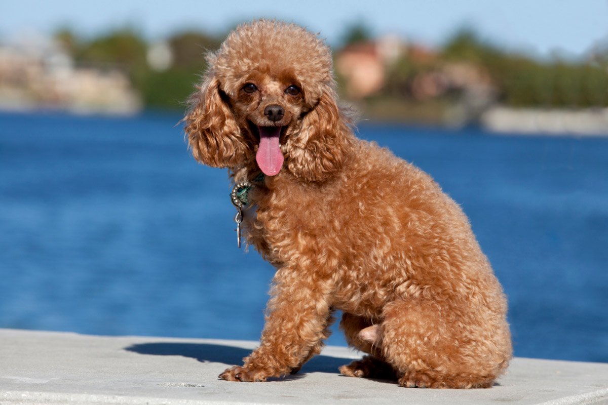 37 Interesting Facts About Poodles That’ll Melt Your Heart