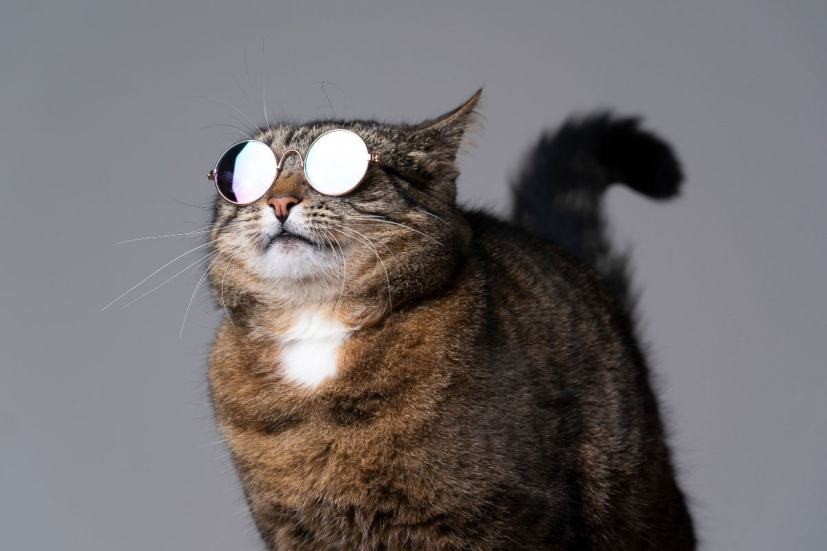 These Are the Coolest Cat Breeds: Stylish, Smart, and Full of Character
