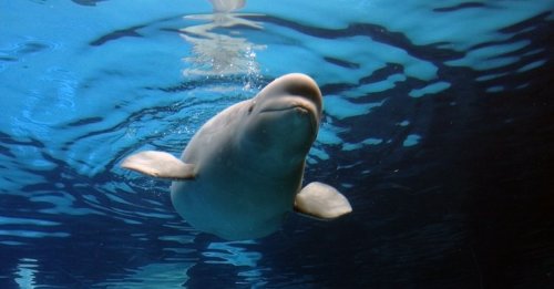Travel Canada: It’s Migration Time For Canada’s Beluga Whales And You Can Watch It Live