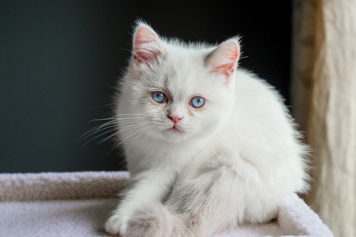 12 Small Cat Breeds | American Curl, Singapura Cat & More