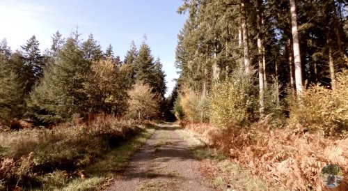 Bodycam footage of a gentle stroll around a quiet English forest