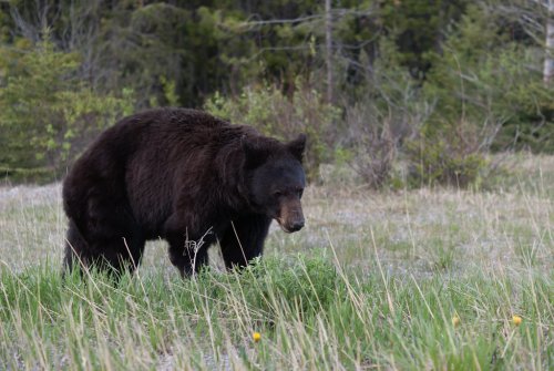 Florida man steals candles, uses bear spray on bystanders | Boing Boing