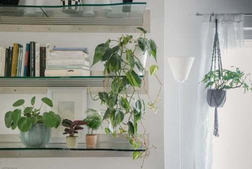 Zimmerpflanzen für Einsteiger: Tipps für den grünen Trend