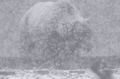 Grizzly Bear Nicknamed “The Boss” Strolls Through Falling Snow At Banff National Park