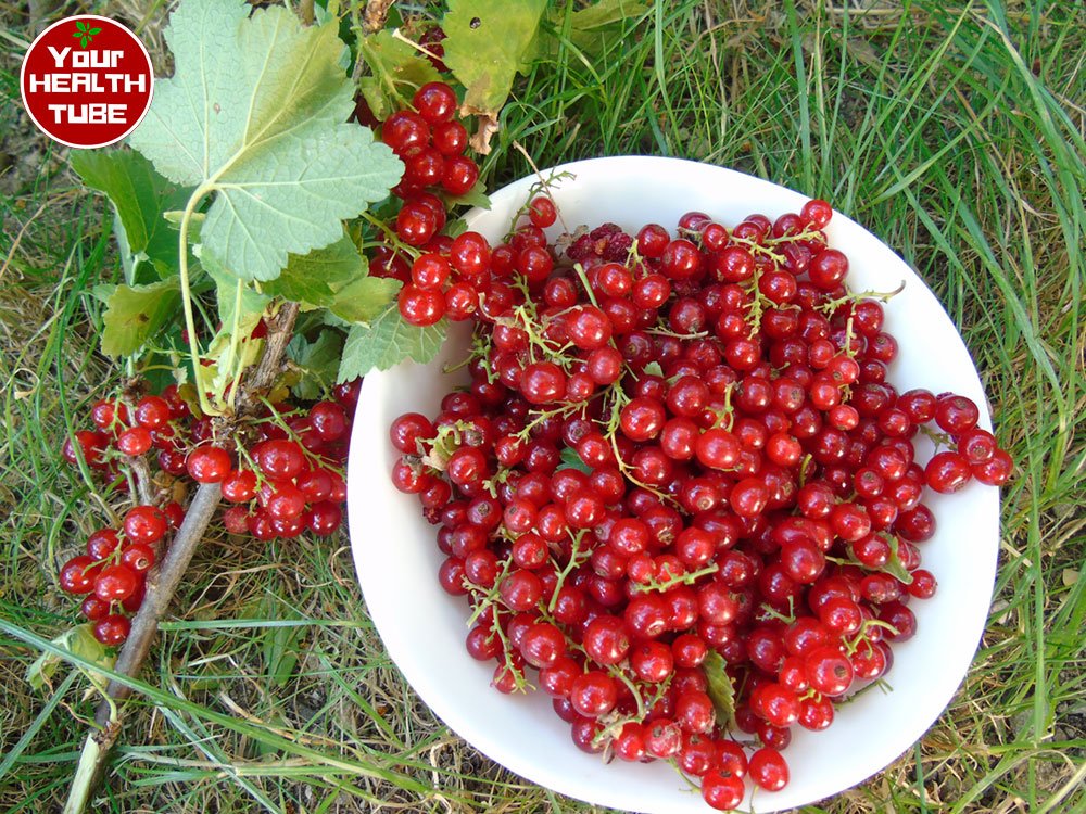Red Currant: Ideal Berries for Perfect Health