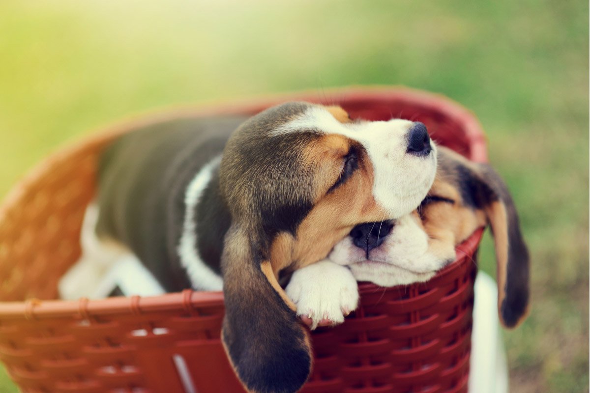 Most Common Dog Sleeping Positions and What They Mean