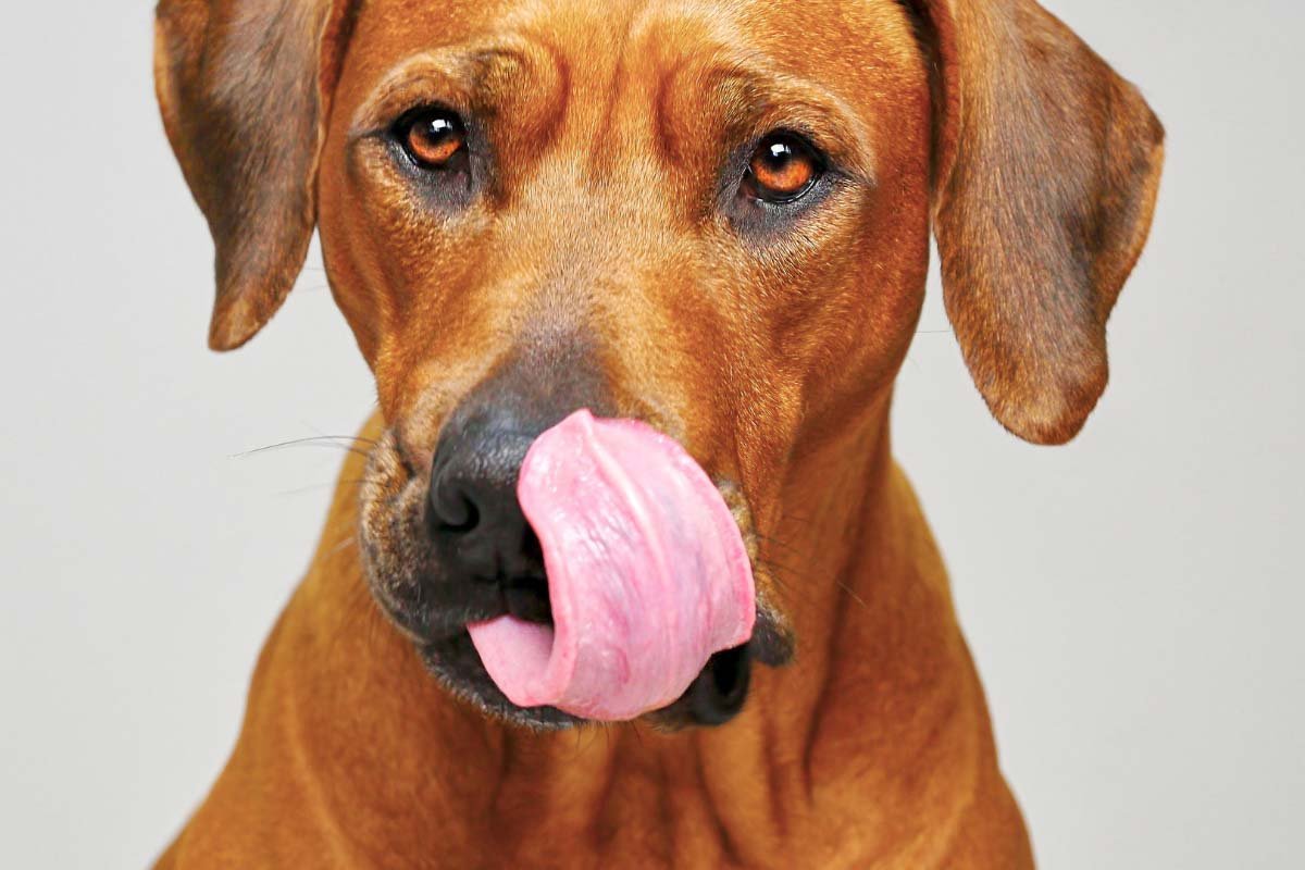 Why Does My Dog Keep Licking Its Lips? (2023) 8 Reasons