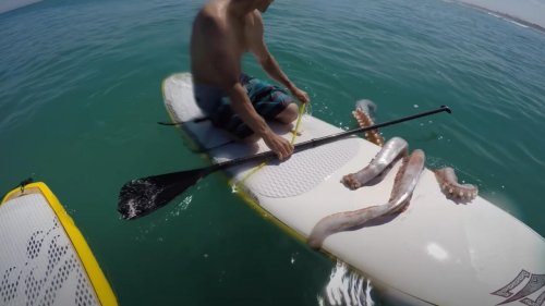 VIDEO: Giant Squid Attacks Paddleboard