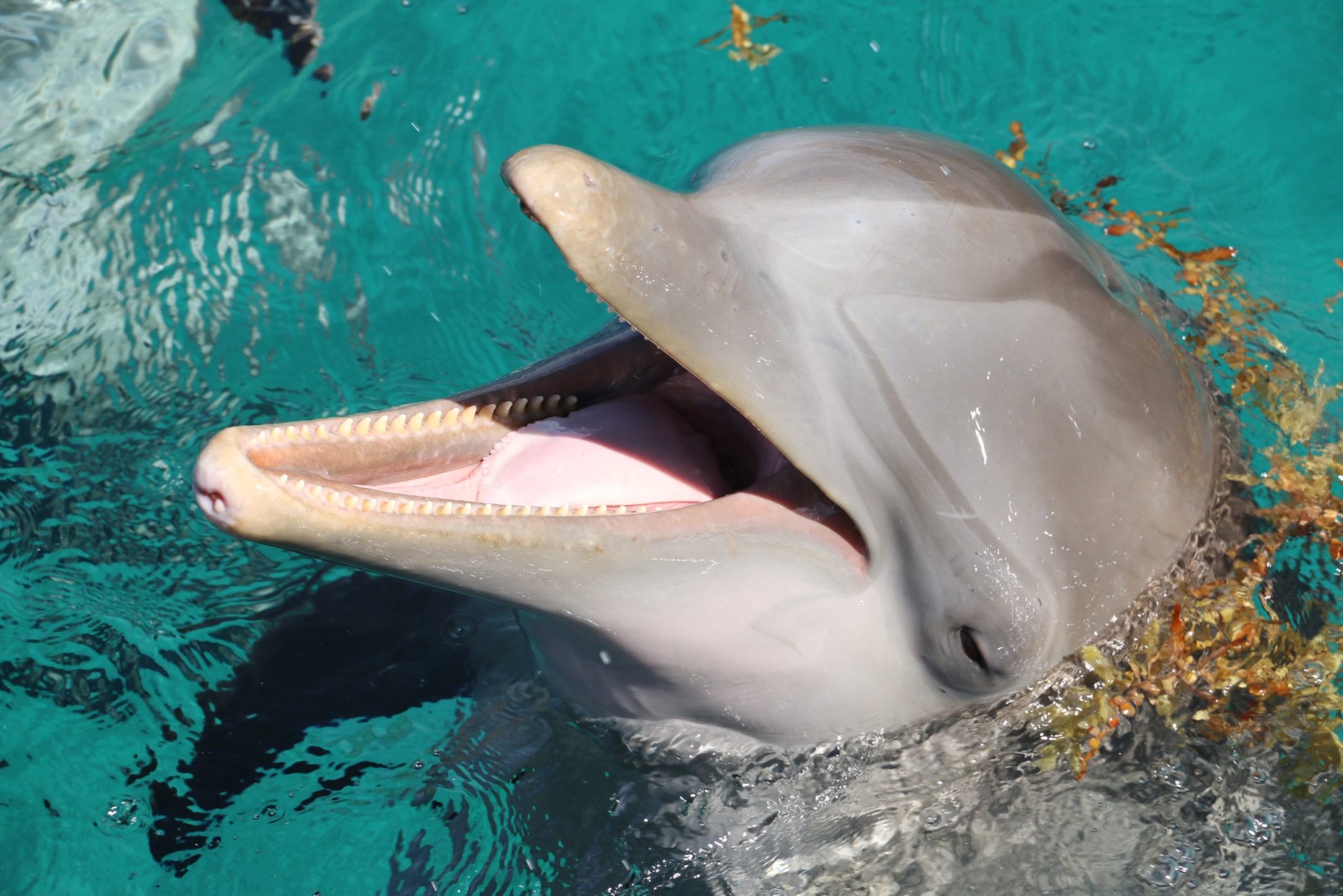 Los delfines también se automedican y lo hacen mejor que tú