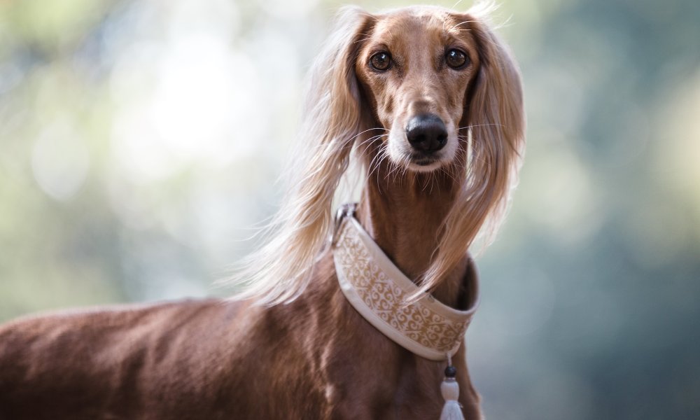 The Sleekest Pups: A Guide to Skinny Dog Breeds