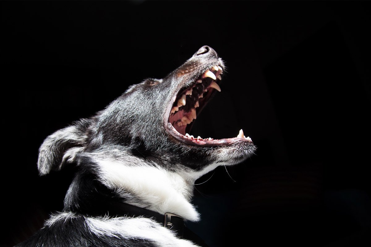 Why Do Dogs Bark at Night? 11 Reasons