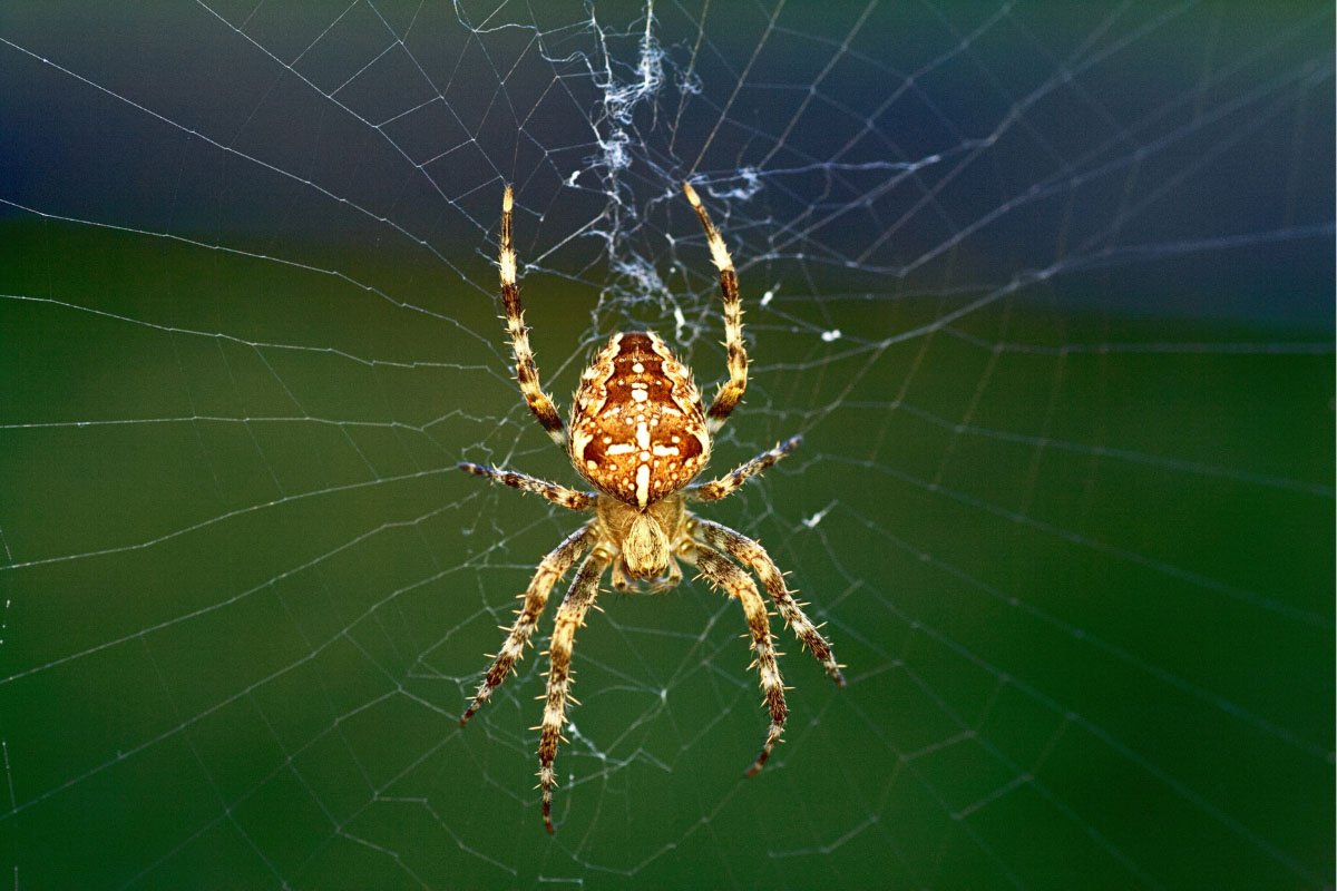 33 Interesting Facts about Spiders to Spark Your Spidey-Senses