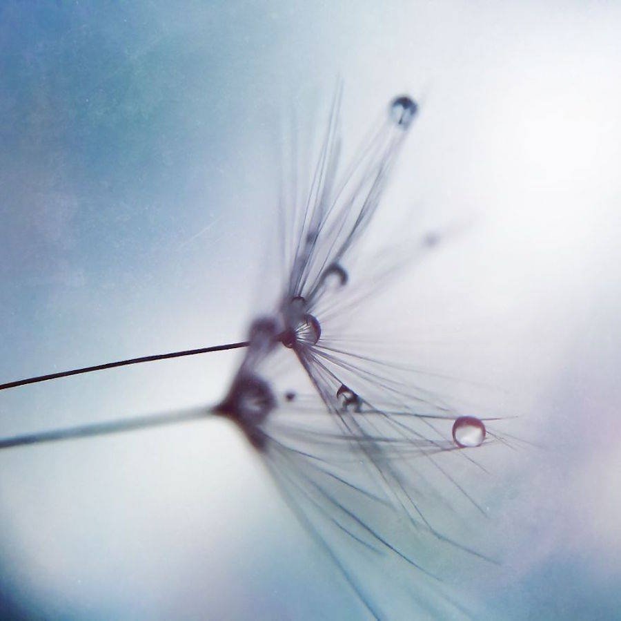 Beautiful Photos of Dandelion Dewdrops Prove You Can Find Magic in Your Own Backyard with an iPhone