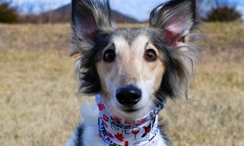10 Signs Your Dog Thinks It Is the Boss (And How to Regain Control)