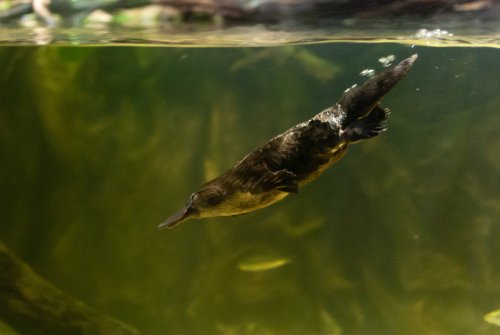 Platypuses sweat milk, use electricity to see underwater, and are composed 100% of wtf