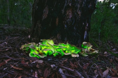 Timelapse of bioluminescent mushrooms