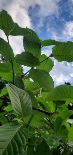 Useful Guide To Grow Kratom Trees