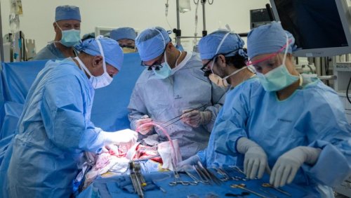It’s tricky to transplant a bladder. How surgeons finally did it