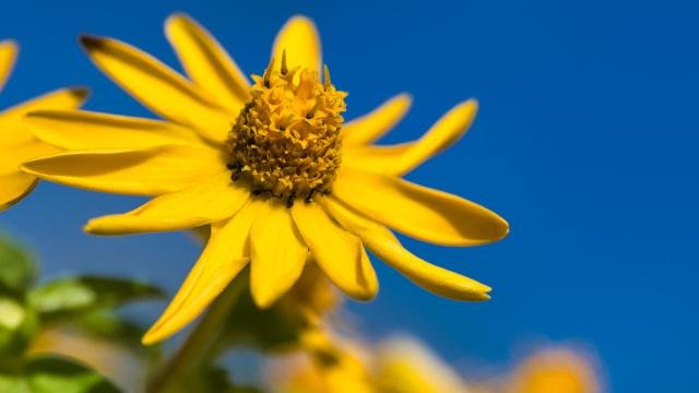 The beauty of macro: How to capture and enhance nature’s flowers
