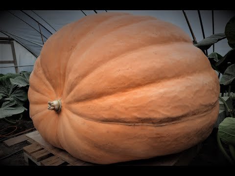 Be mesmerized by this timelapse of a seed growing into a giant pumpkin