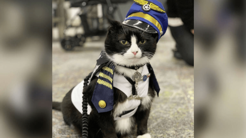 A rescued cat named Duke joins San Francisco airport's 'Wag Brigade'