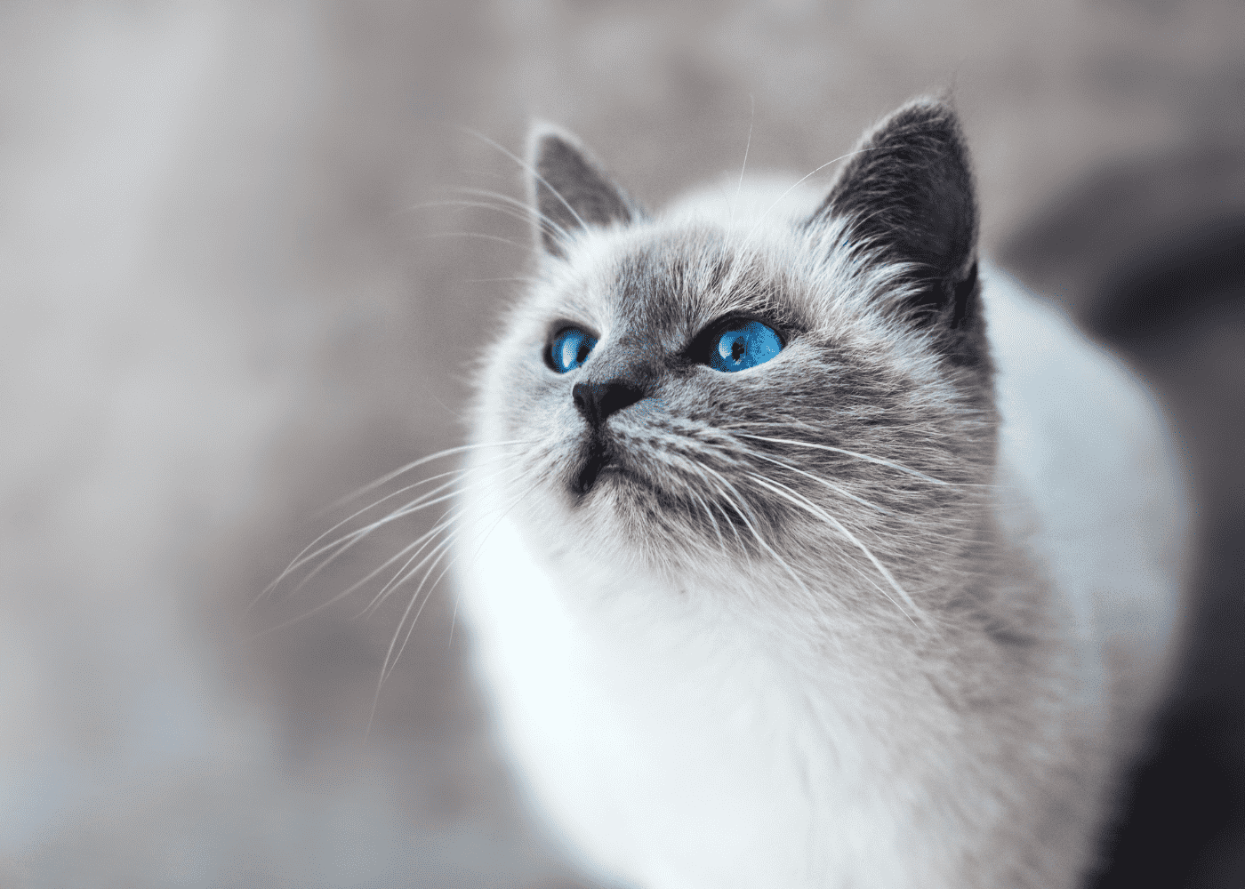 11 Blue Eyed Cat Breeds You Won’t Be Able to Resist