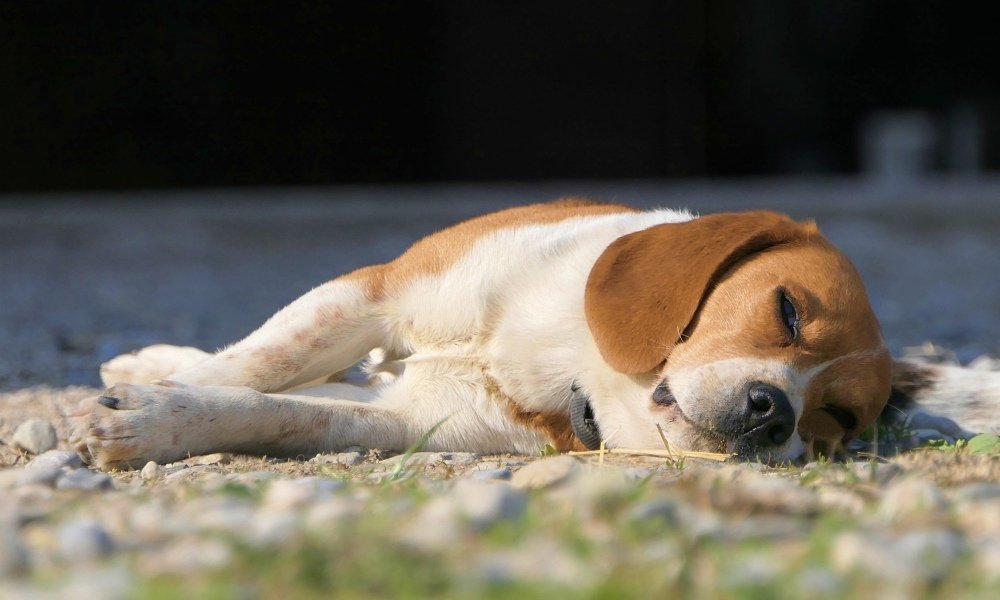 5 Reasons Dogs Bark in Their Sleep That Might Surprise You