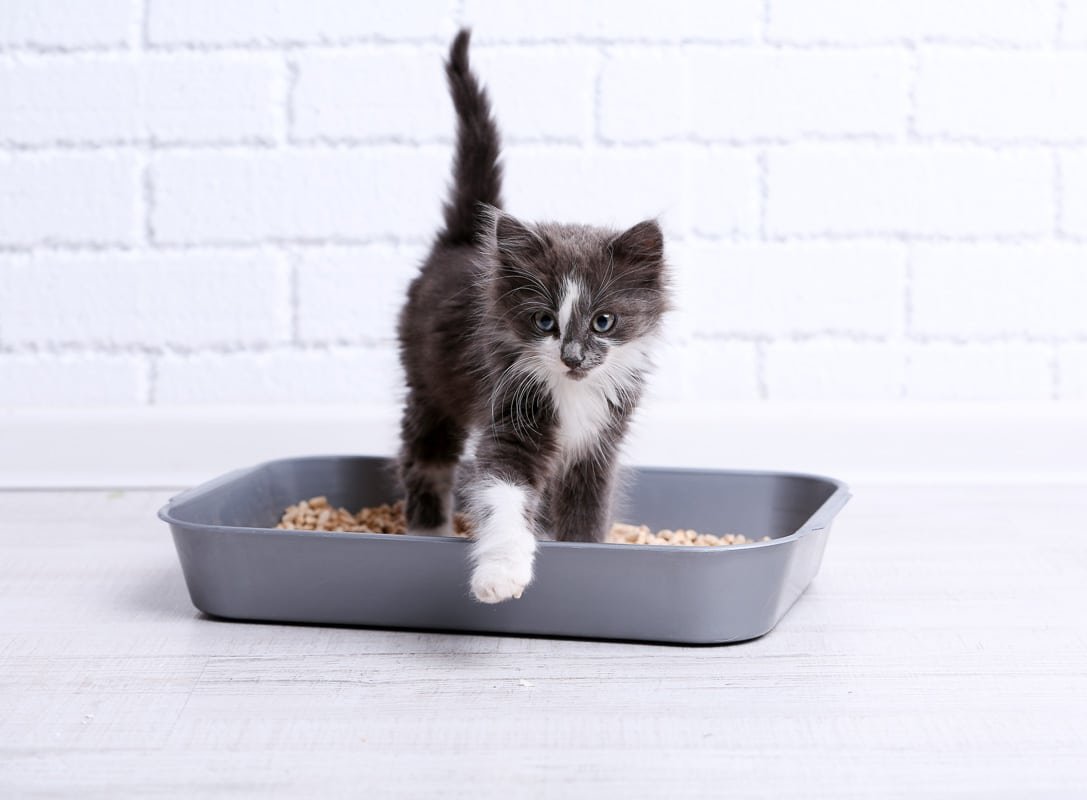 How Often Do Cats Pee? 4 Things You Should Know