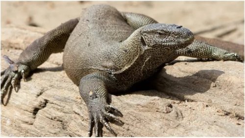 Police arrests four men for s3xually molesting lizard in India