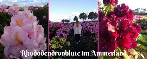 Rhododendronblüte im Ammerland