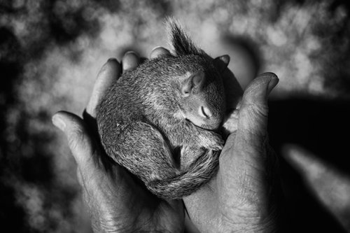 Photo du Jour: A Tale of Two Baby Squirrels