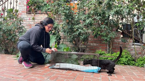 In Boyle Heights, a quiet army of volunteers cares for L.A.’s community cats