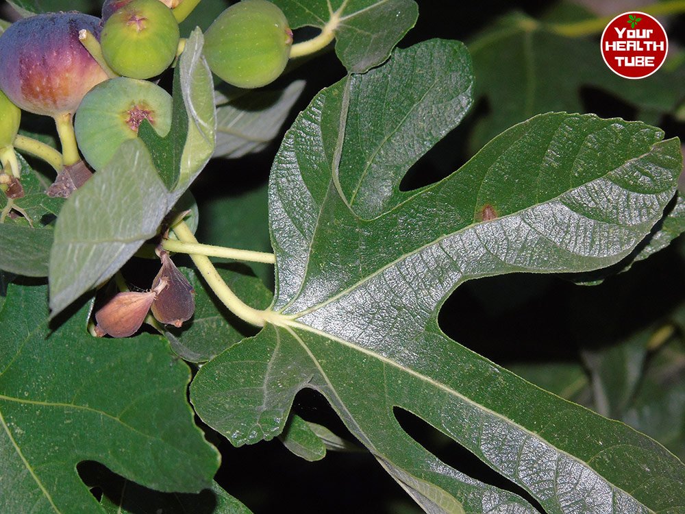Fig Leaves: The Secret of Dealing with Diabetes and Triglycerides