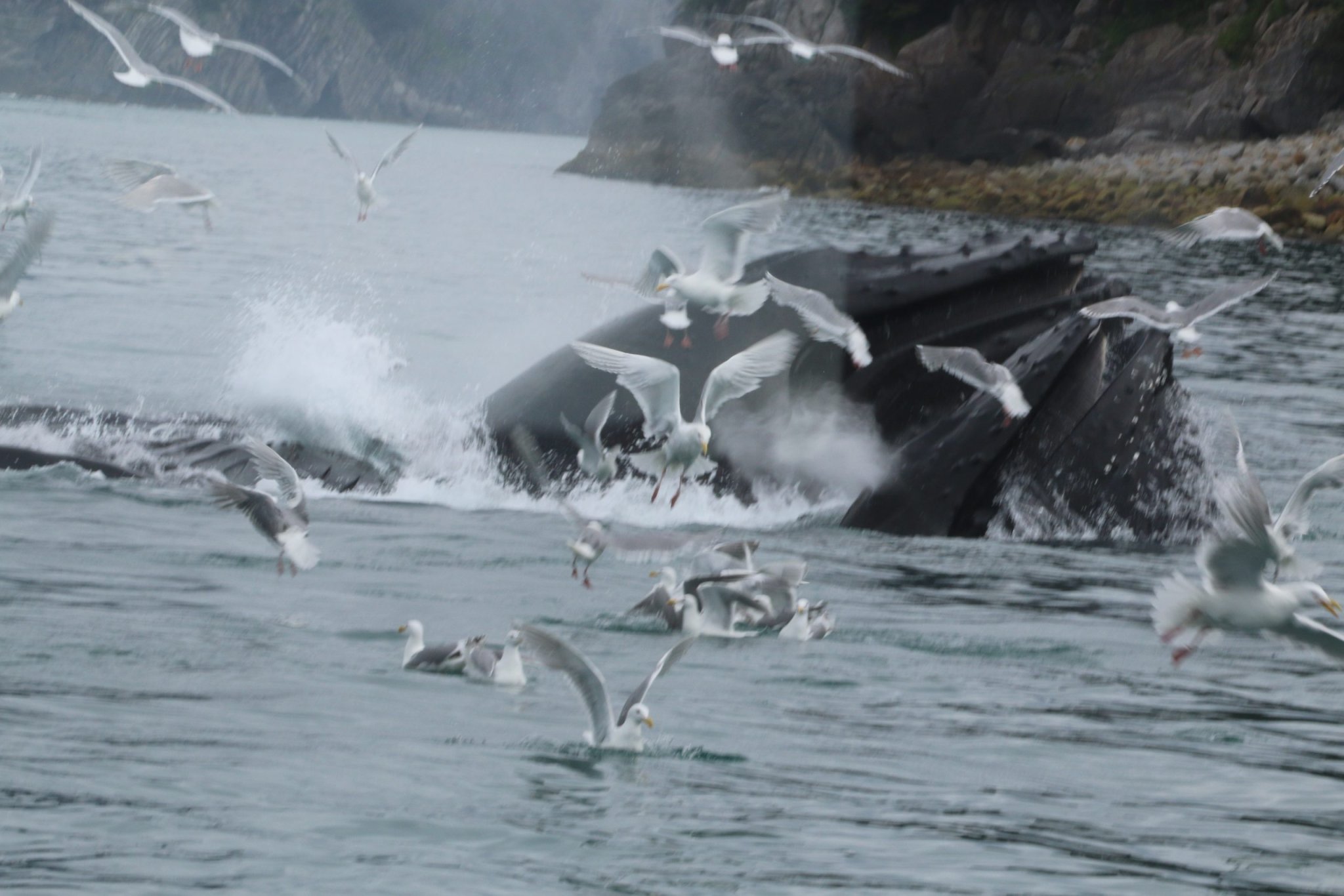 News from Alaska: Whales, otters, sea lions and other wildlife