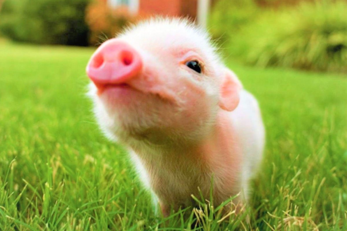 37 Interesting Facts About Pigs Most People don't Know