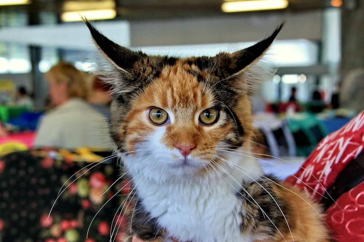 Maine Coon Personality: 12+ Things You Need to Know (2023)