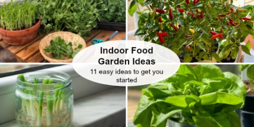 Indoor food garden ideas: 11 easy vegetables and fruits to get you started