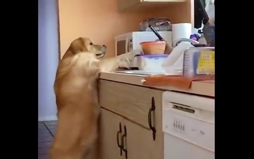 Watch: This dog goes from sneaky to utterly guilty when caught stealing food