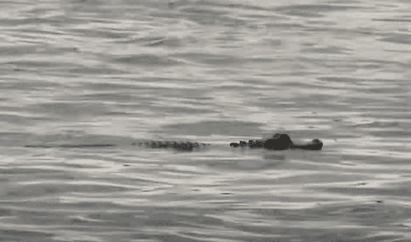 Pet Alligator Breaks Free Into Pennsylvania River, Recaptured By Owner