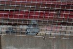 Council leaves pigeons in peril under Russell Road bridge