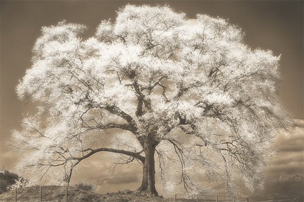 Magnificent Photographs of Japanese Cherry Blossoms Overlaid with Gold Dust