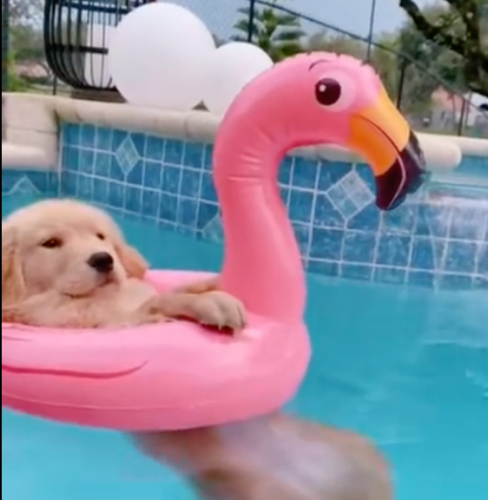 dog in flamingo float