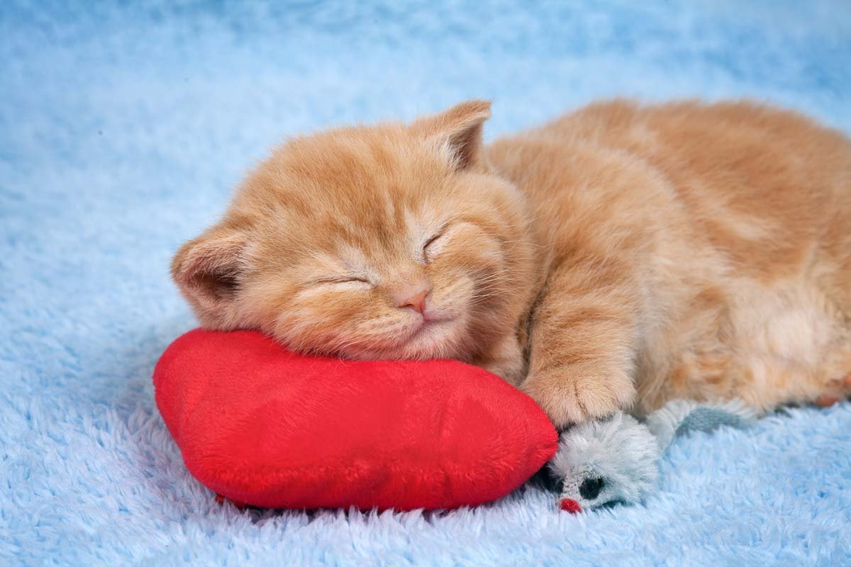 Why Does My Cat Sleep So Much? (2023) 5 Reasons