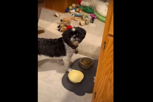 If your dog only wants human food, try this hilarious trick