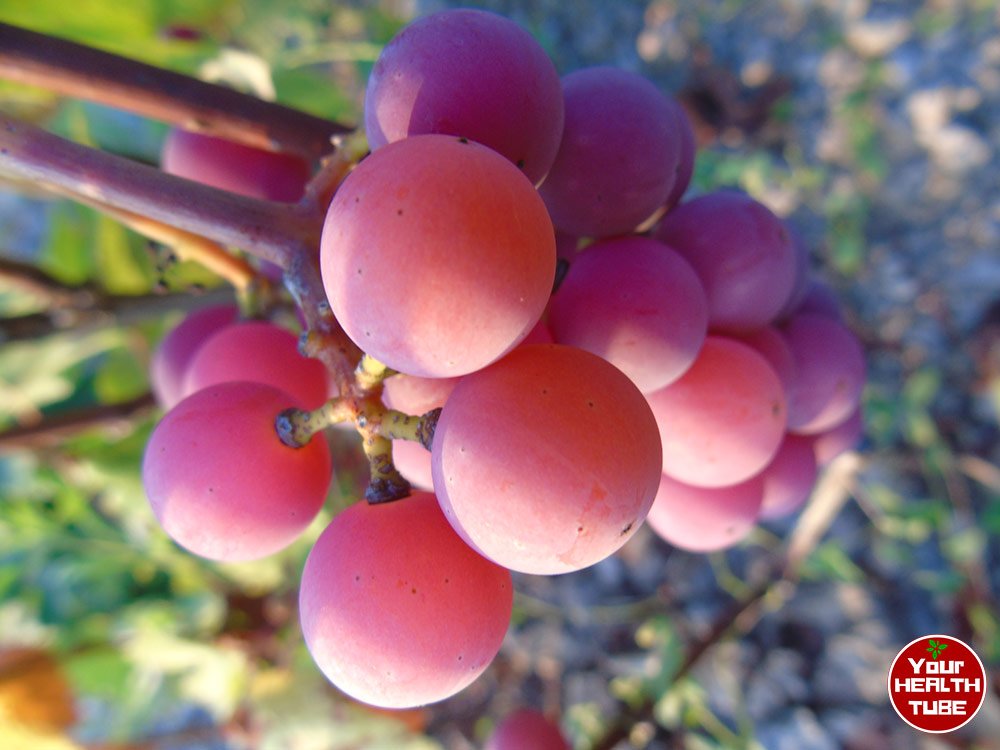 “Grape” News for Your Heart Health (French & Italians Know Why!)