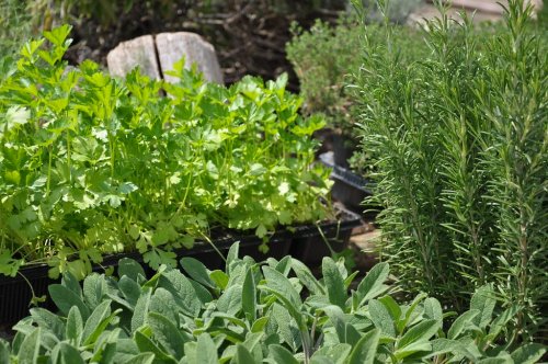 6 Ways to Use All Those Fresh Herbs You’ve Grown